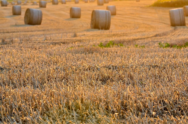 Community Harvest